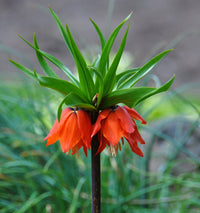 Fritillaria Imperialis Flower Seeds Orange Flower seeds for Planting - Easy to Grow, Heirloom & GMO Free Seeds for Home Garden