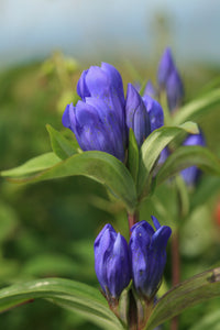 Blue Gentiana Triflora Flower seeds for Planting Garden Favorite Heirloom & GMO Free Seeds for Home Garden 
 
 Sale