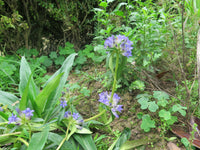 Gentiana Macrophylla Flower seeds for Planting - Premium Quality, Heirloom & GMO Free Seeds for Home Garden