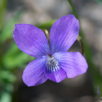 Prairie Viola Flower seeds for Planting, Drought Tolerant Heirloom & GMO Free Seeds for Home Garden