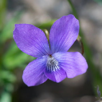 Prairie Viola Flower seeds for Planting, Drought Tolerant Heirloom & GMO Free Seeds for Home Garden