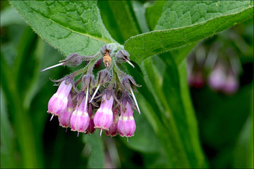 Pink Symphytum Flower seeds for Planting - Vibrant Colors, Heirloom & GMO Free Seeds for Home Garden