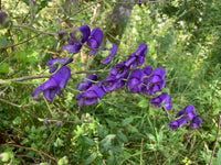 Eisenhut Flower seeds for Planting - Low Maintenance, Heirloom & GMO Free Seeds for Home Garden