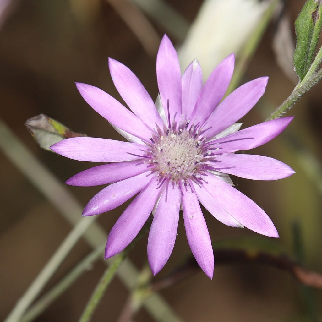 Mixed Xeranthemum Flower seeds for Planting - Drought Tolerant, Heirloom & GMO Free Seeds for Home Garden