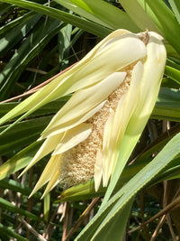 Heirloom Screwpine Flower seeds for Planting Cut Flower Favorite Heirloom & GMO Free Seeds for Home Garden