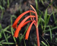 Cyrtanthus Brachyscyphus Flower seeds for Planting - Hardy Variety, Heirloom & GMO Free Seeds for Home Garden