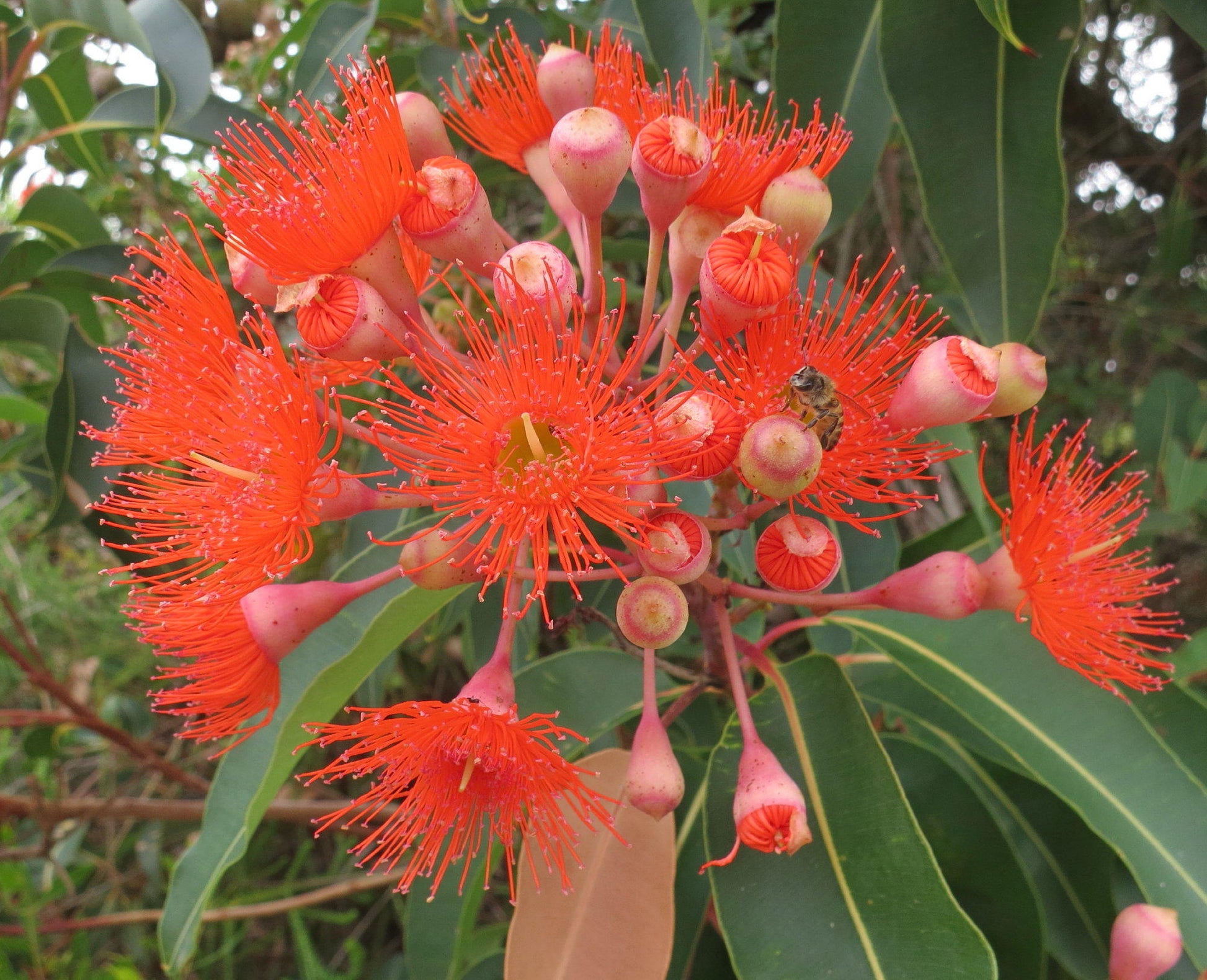 Ficifolia Flower seeds for Planting - Premium Quality, Heirloom & GMO Free Seeds for Home Garden