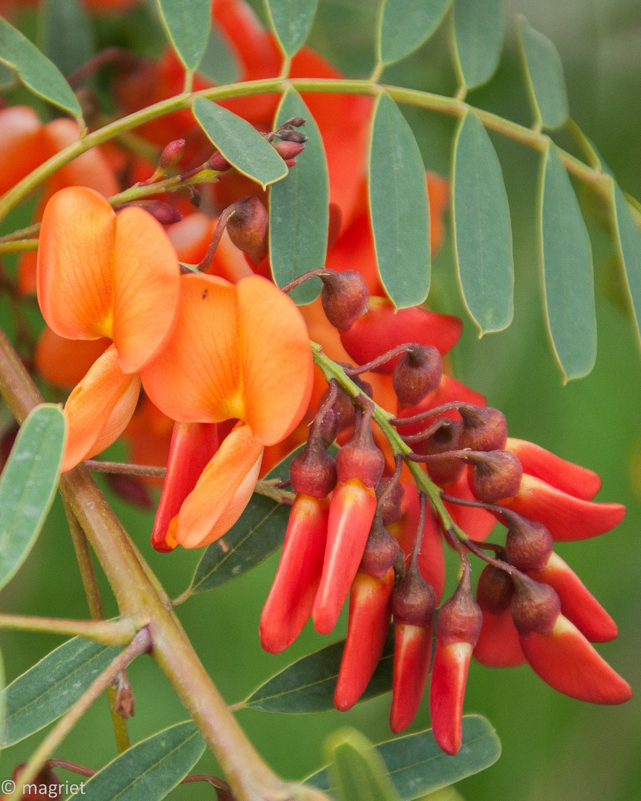Sesbania Punicea Red Wisteria Seeds - Orange Flowers