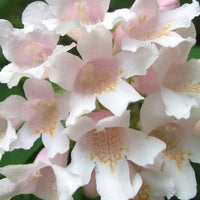 White Kolkwitzia Flower seeds for Planting - Pollinator Friendly, Heirloom & GMO Free Seeds for Home Garden