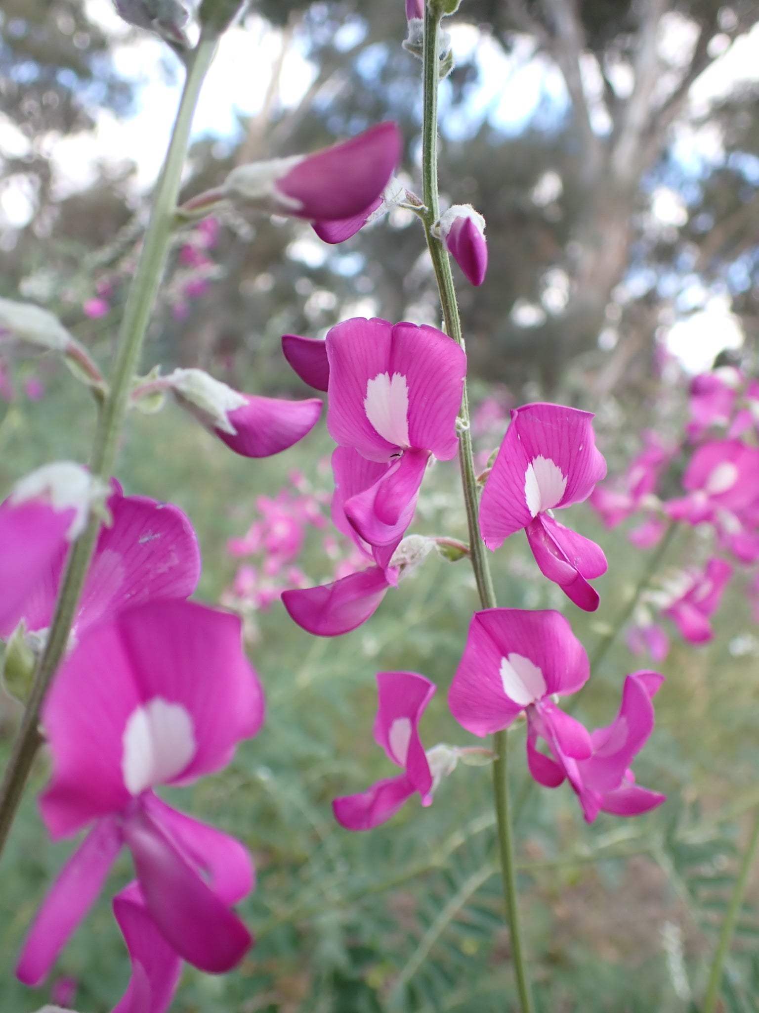 Heirloom Swainsonia Flower seeds for Planting Seasonal Bloomer Heirloom & GMO Free Seeds for Home Garden