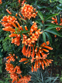 Orange Clematis Flower seeds for Planting Colorful Display Heirloom & GMO Free Seeds for Home Garden 
 
 Sale