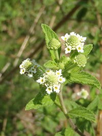 Green Lippia Javanica Flower seeds for Planting - Bright Blooms, Heirloom & GMO Free Seeds for Home Garden