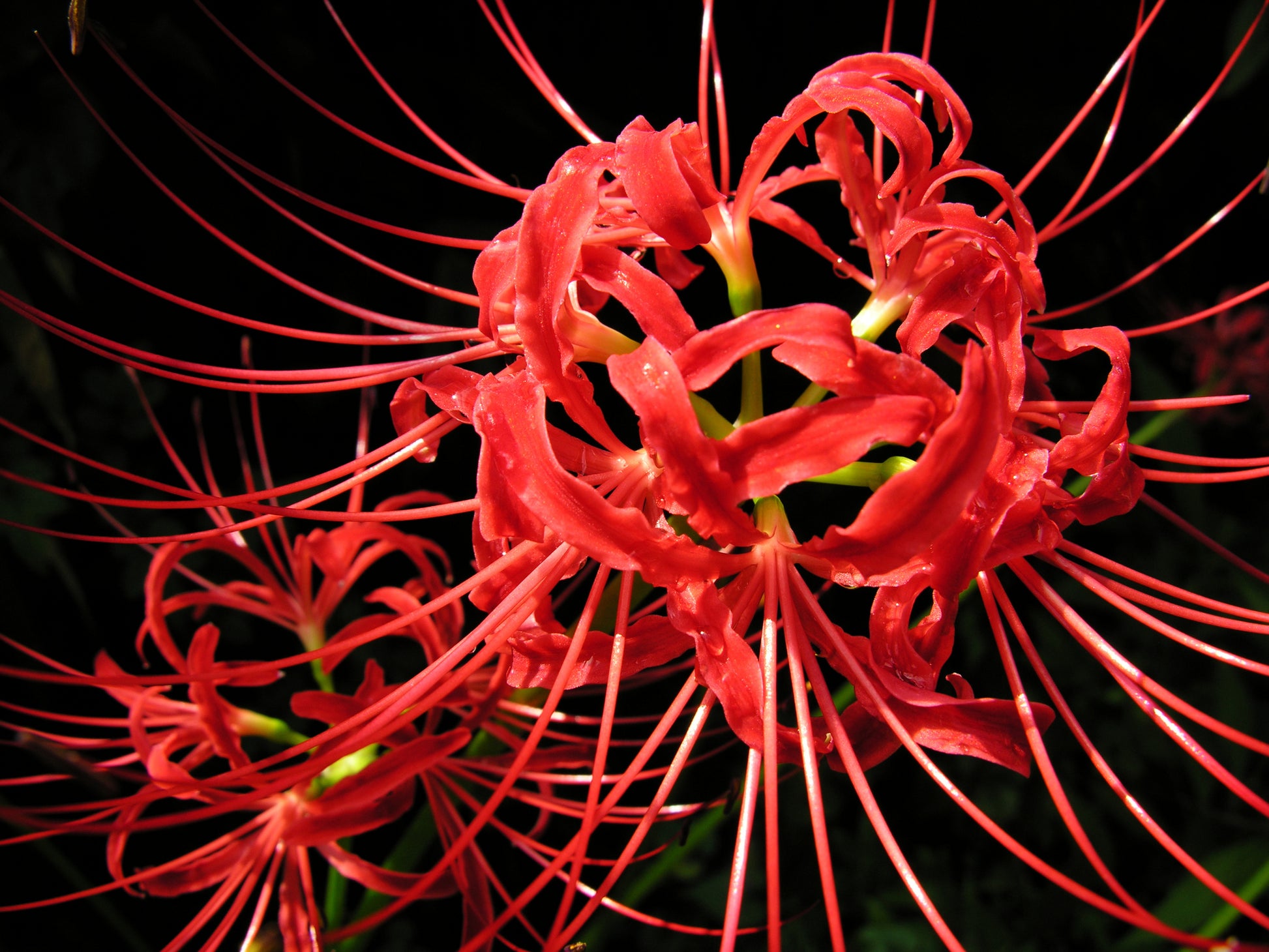 Lycoris Radiata Flower seeds for Planting Cut Flower Favorite Heirloom & GMO Free Seeds for Home Garden