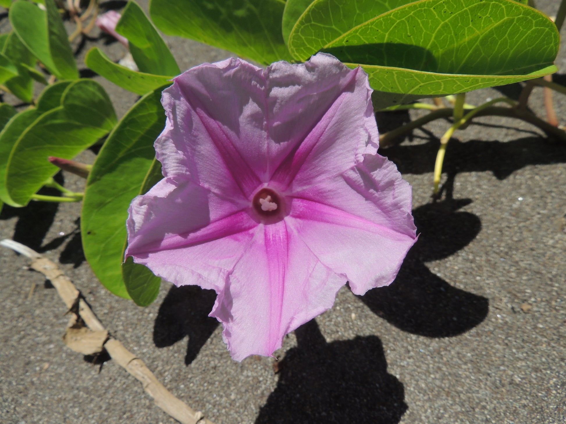 Ipomea Pescaprae Flower seeds for Planting, Pollinator Friendly Heirloom & GMO Free Seeds for Home Garden