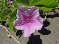 Ipomea Pescaprae Flower seeds for Planting, Pollinator Friendly Heirloom & GMO Free Seeds for Home Garden