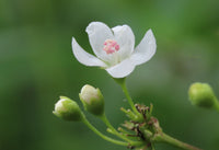Glade Mallow Flower seeds for Planting Long Bloom Season Heirloom & GMO Free Seeds for Home Garden
