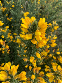 Yellow Gorse Ulex Europaeus Flower seeds for Planting - Easy to Grow, Heirloom & GMO Free Seeds for Home Garden