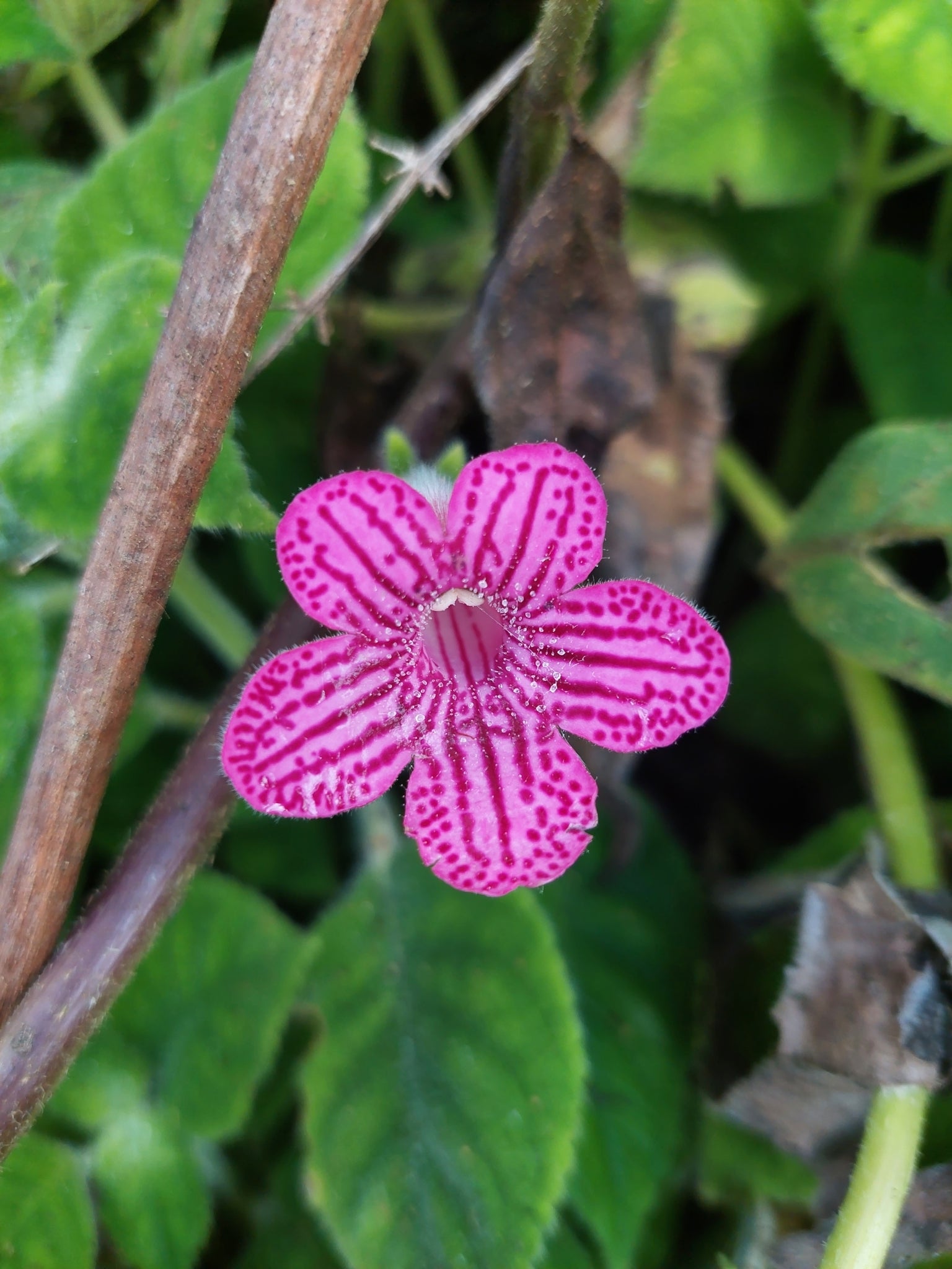 Pink Kohleria Seeds for Planting - Vibrant Flower Collection