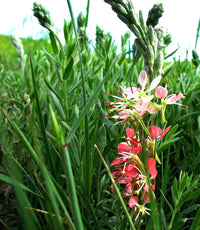 Oenothera Suffrutescens Flower seeds for Planting - Cut Flower Favorite, Heirloom & GMO Free Seeds for Home Garden