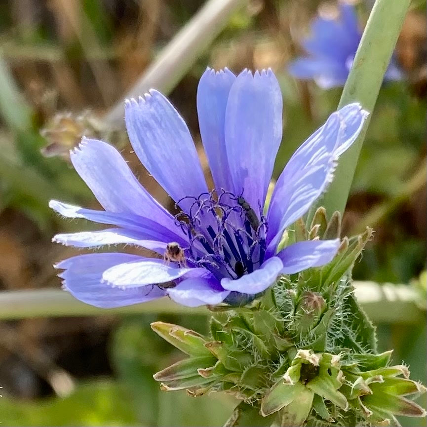 Blue Cichorium Flower seeds for Planting - Garden Favorite, Heirloom & GMO Free Seeds for Home Garden