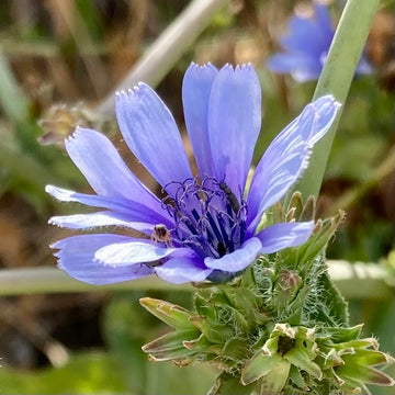 Blue Cichorium Flower seeds for Planting - Garden Favorite, Heirloom & GMO Free Seeds for Home Garden