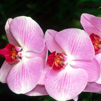 Mixed Doritaenopsis Orchid Flower seeds for Planting - Drought Tolerant, Heirloom & GMO Free Seeds for Home Garden