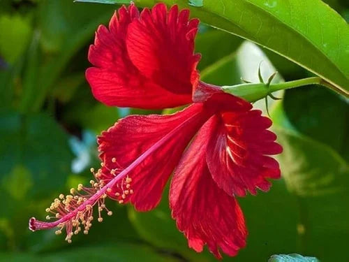 Hibiscus Flower Seeds in Orange Flower seeds for Planting - Low Maintenance, Heirloom & GMO Free Seeds for Home Garden
