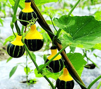 Vining Orange Black Ornamental Gourd plants supported on trellis