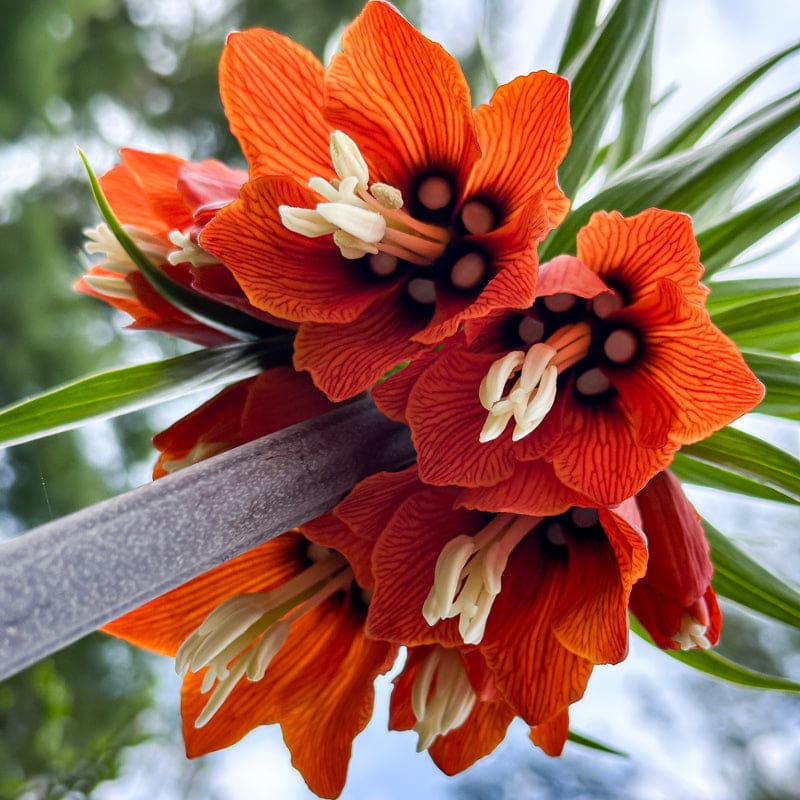 Ornamental Imperial Crown Planting Seeds