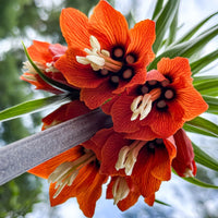 Ornamental Imperial Crown Planting Seeds