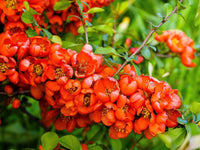 Ornamental Quince Seeds – Non-GMO Chaenomeles speciosa Flowering Shrub