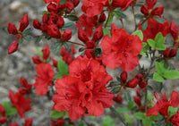Ornamental Simsii Flower Seeds