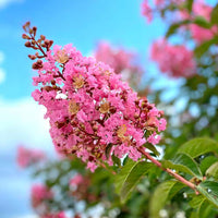Pink Crepe Myrtle Flower seeds for Planting - Easy to Grow, Heirloom & GMO Free Seeds for Home Garden