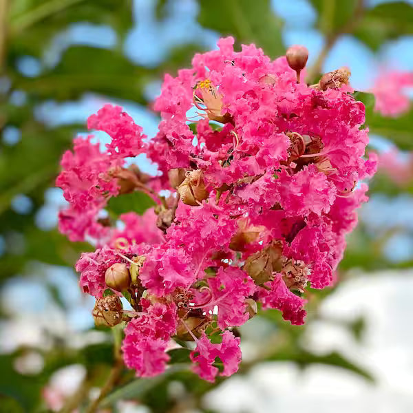 Pink Crepe Myrtle Flower seeds for Planting - Easy to Grow, Heirloom & GMO Free Seeds for Home Garden