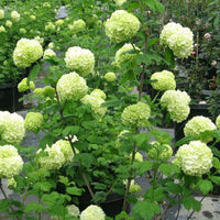 Ornamental Hydrangea flower blooms for landscaping