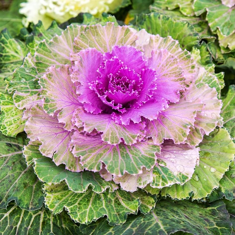 Purple Kale Flower seeds for Planting Easy to Grow Heirloom & GMO Free Seeds for Home Garden 
 
 Sale