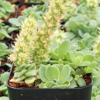 Orostachys Flower seeds for Planting Vibrant Colors Heirloom & GMO Free Seeds for Home GardeN
