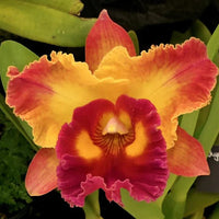 Orange Cattleya Hybrida Flower seeds for Planting Hardy Variety Heirloom & GMO Free Seeds for Home Garden 
 
 Sale