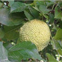 Osage Orange tree seedlings sprouting from soil