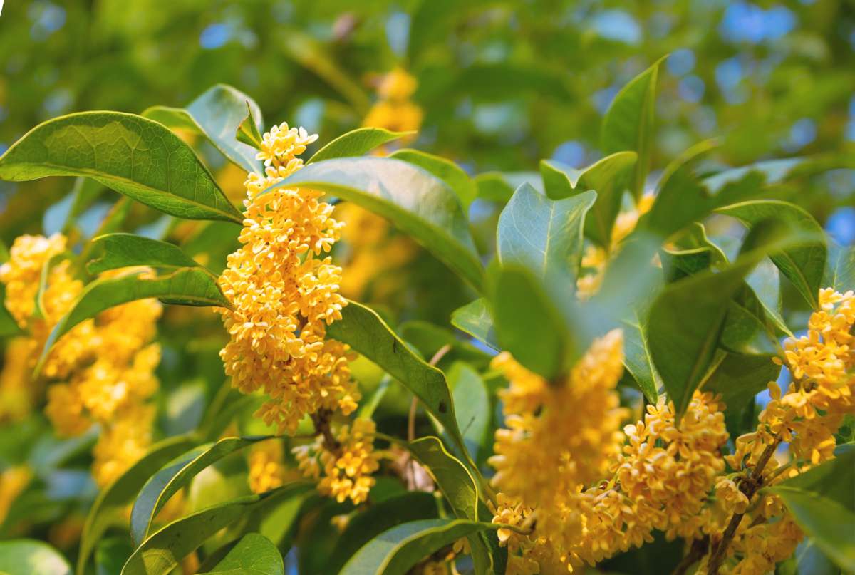 Osmanthus (Osmanthus Flower) seeds for planting in home garden