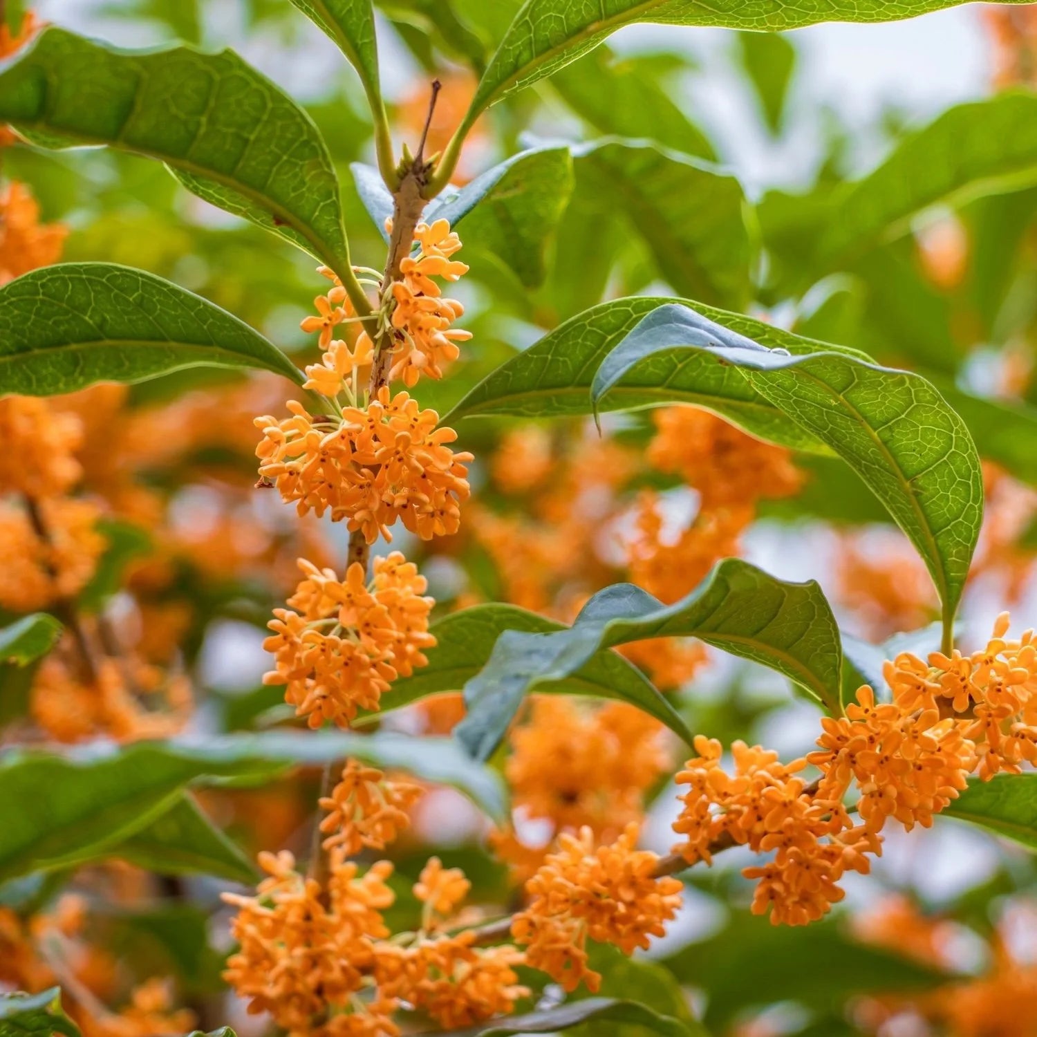 Osmanthus Flower seeds for Planting Colorful Display Heirloom & GMO Free Seeds for Home Garden