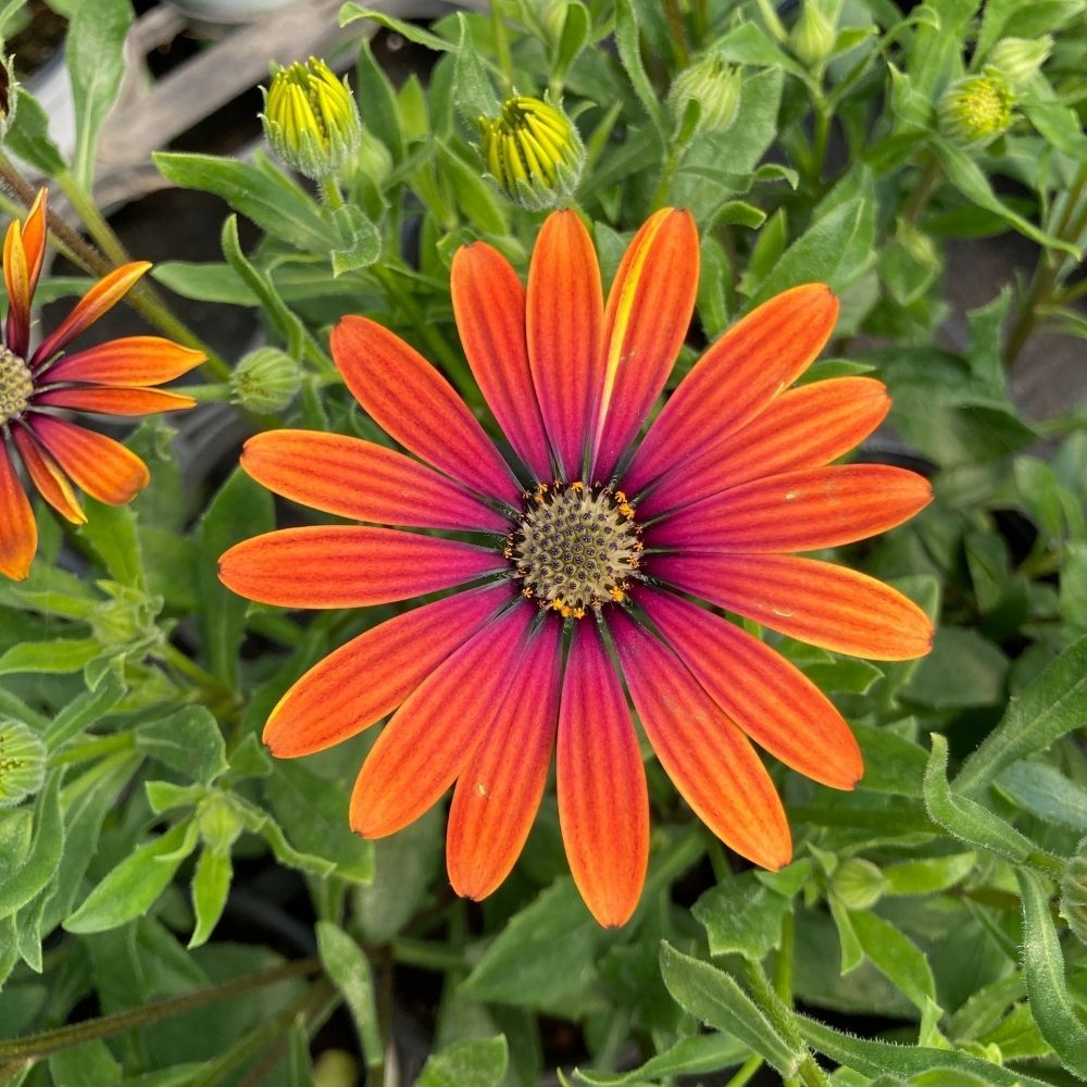 Orange and Blue William Osteospermum Flower seeds for Planting Bright Blooms Heirloom & GMO Free Seeds for Home Garden