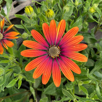 Orange and Blue William Osteospermum Flower seeds for Planting Bright Blooms Heirloom & GMO Free Seeds for Home Garden