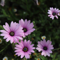 Osteospermum Ecklonis Flower seeds for Planting Premium Quality Heirloom & GMO Free Seeds for Home Garden