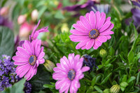 Osteospermum Flower seeds for Planting Long Bloom Season Heirloom & GMO Free Seeds for Home Garden