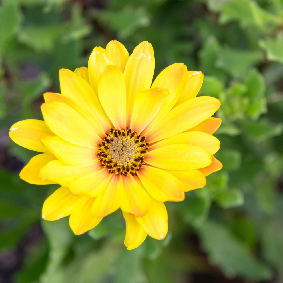 Yellow Osteospermum Flower seeds for Planting - Bright Blooms, Heirloom & GMO Free Seeds for Home Garden