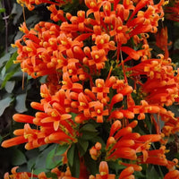 Creeper Flower seeds for Planting - Fragrant Blossoms, Heirloom & GMO Free Seeds for Home Garden