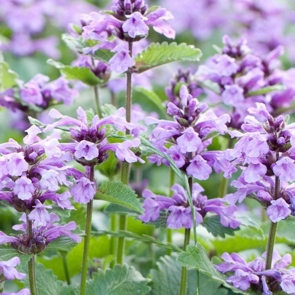 Violet Catmint Flower seeds for Planting - Pollinator Friendly, Heirloom & GMO Free Seeds for Home Garden