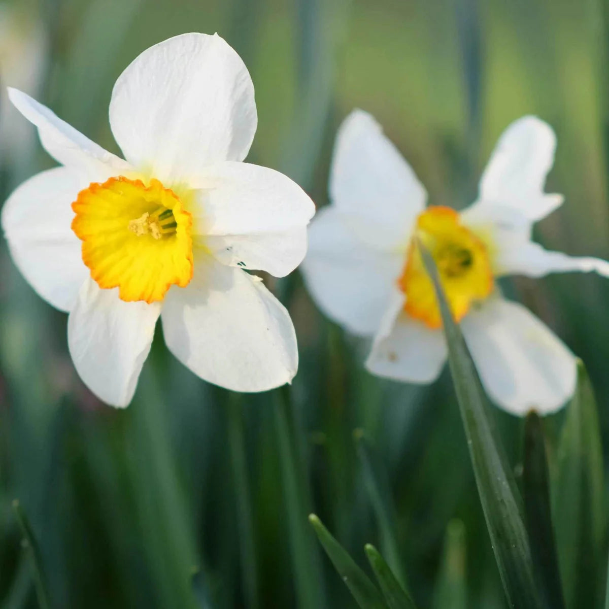 Narcissus Flower seeds for Planting Premium Quality Heirloom & GMO Free Seeds for Home Garden