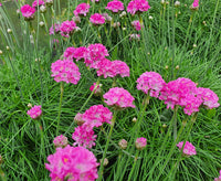 Planting armeria seeds in coastal garden beds